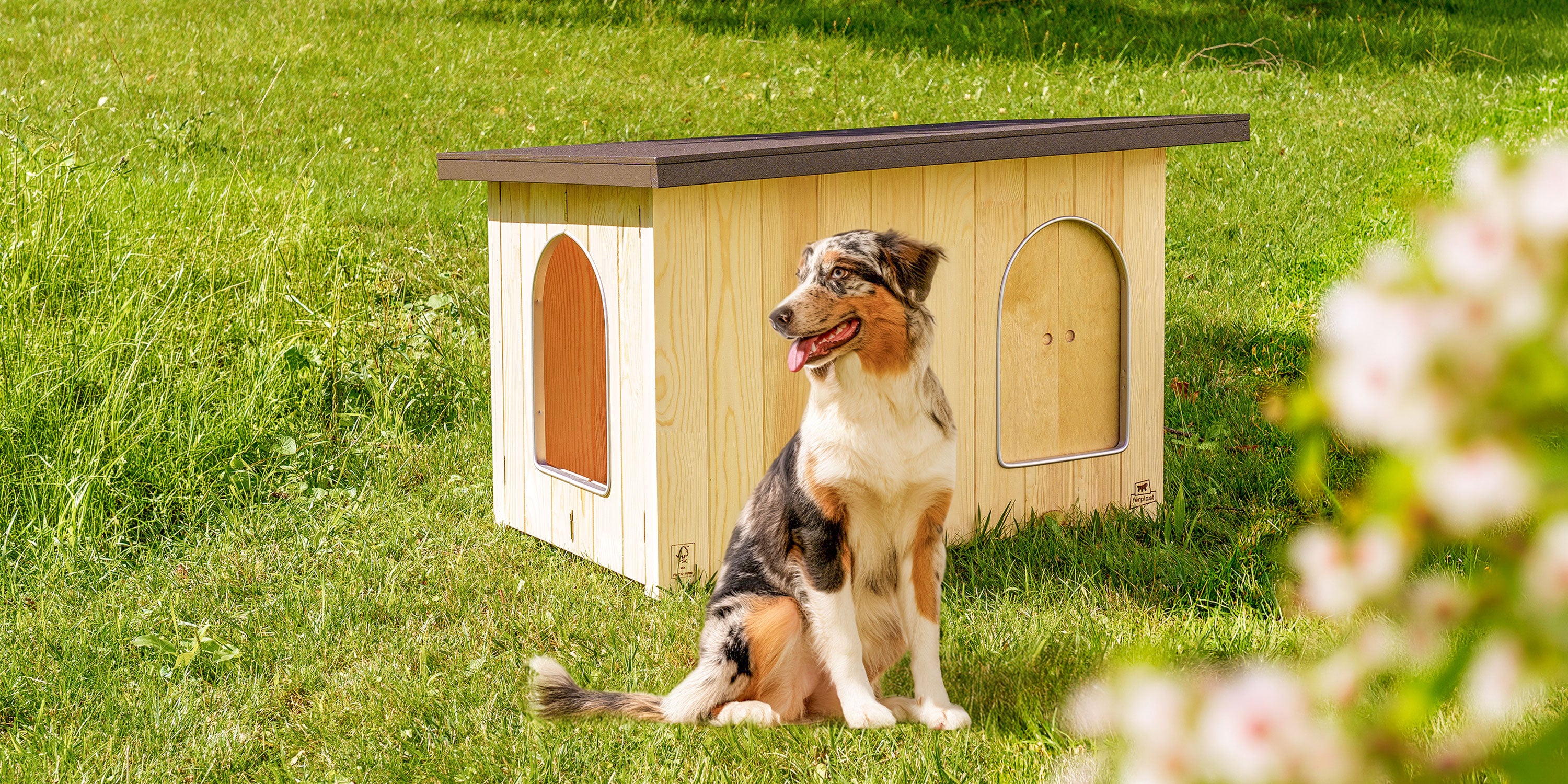 Elevate Your Pet's Lifestyle